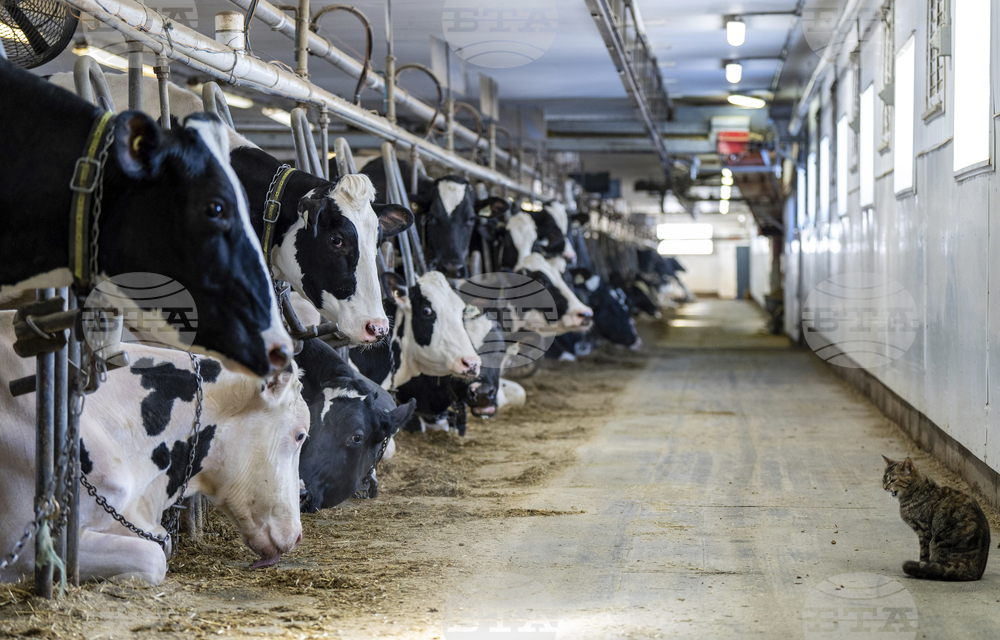 Доналд Тръмп ще обяви помощи на стойност 12 милиарда долара за засегнатите от търговската война фермери, заяви високопоставен представител на Белия дом