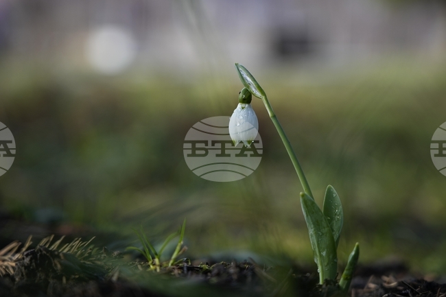 Януари 2026 г. е сред петте най-топли в историята въпреки студените вълни, сочи Европейската програма за наблюдение „Коперник“