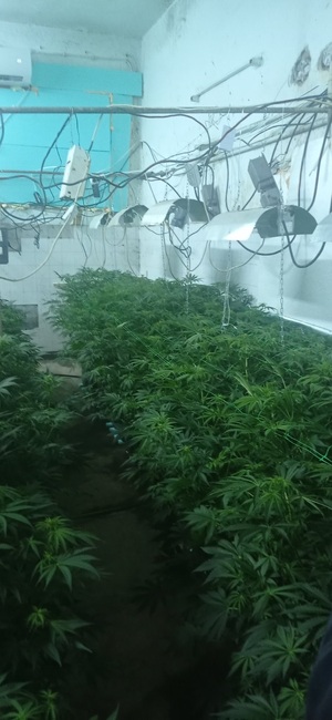 Апелативна прокуратура – София: Под ръководството на Районна прокуратура – Кюстендил се води разследване на наркооранжерия в с. Ваксево