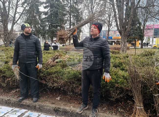Плевен - подаряване на дръвчета - кампания