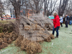 Плевен - подаряване на дръвчета - кампания