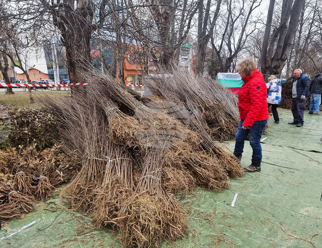 В Ямбол ще бъдат раздадени 14 000 дръвчета от пролетната кампания на „Гората.бг”