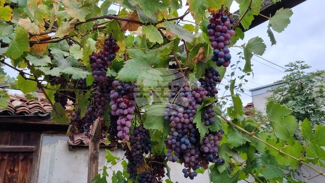 Цар на виното ще бъде провъзгласен за първа година в Попово