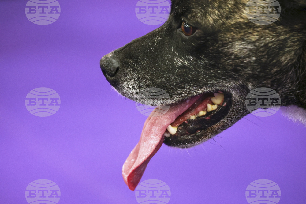 Westminster Dog Show
