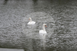 Село Божурово - лебеди - любопитно