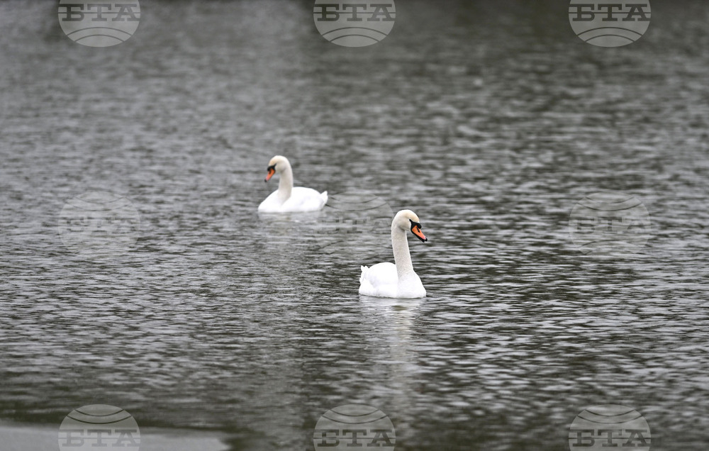 Село Божурово - лебеди - любопитно