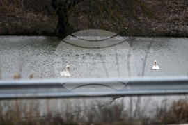 Село Божурово - лебеди - любопитно