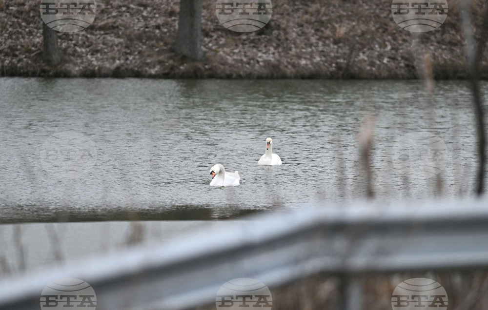 Село Божурово - лебеди - любопитно