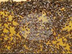 Разград - пчелар - празник