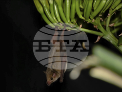 Endangered Bat Arizona