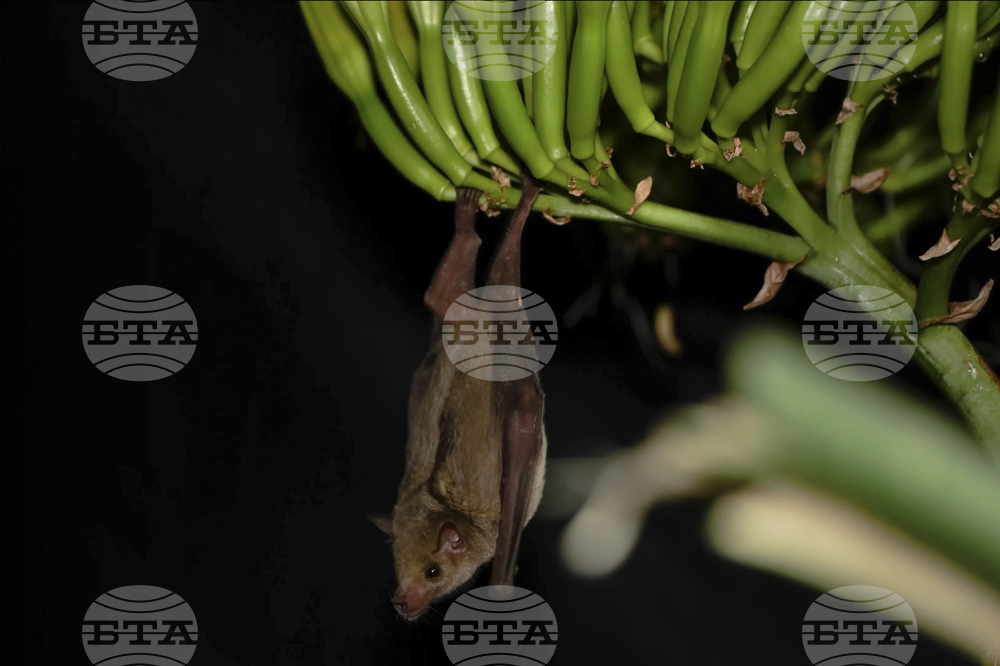 Застрашен вид мексикански прилепи мигрира в САЩ, за да се храни с кактуси агаве, които сушата унищожава