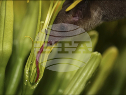 Endangered Bat Arizona