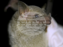 Endangered Bat Arizona