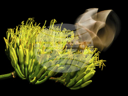 Endangered Bat Arizona