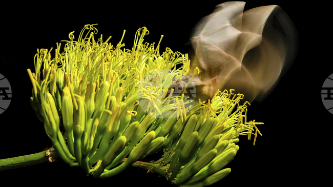 Агаве разцъфна в Анталия за първи път, предизвиквайки интереса на туристите