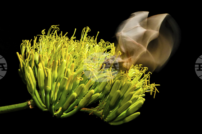 Агаве разцъфна в Анталия за първи път, предизвиквайки интереса на туристите