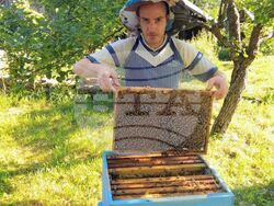 Ловеч - пчелари - празник