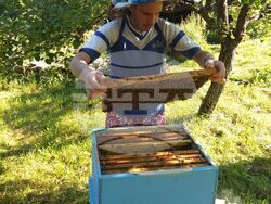 Ловеч - пчелари - празник