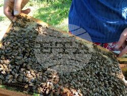 Ловеч - пчелари - празник