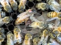 Ловеч - пчелари - празник