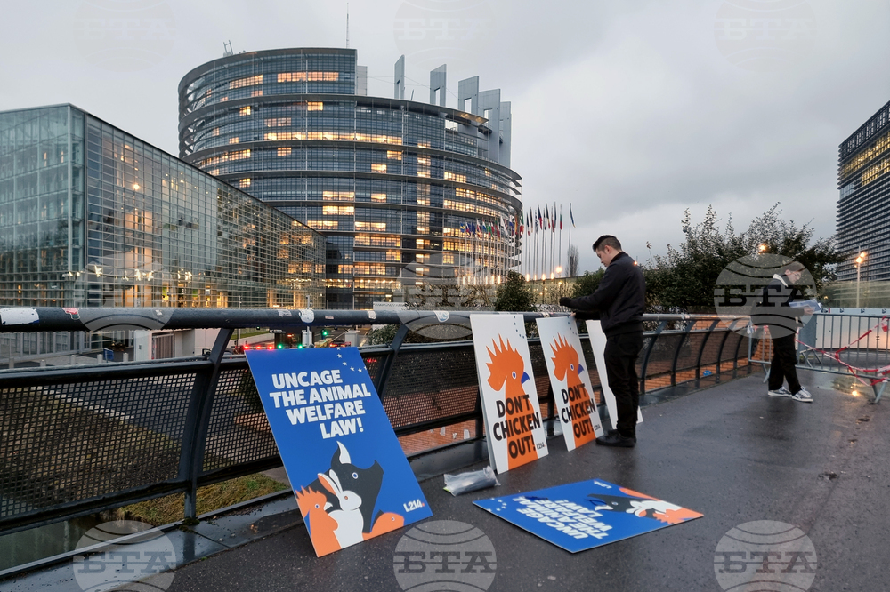 Protest in Strasbourg Demands Stricter EU Animal Transport Regulations