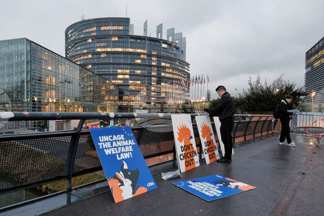 Protest in Strasbourg Demands Stricter EU Animal Transport Regulations