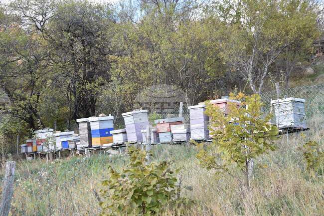 Пчелари от Босилеград посетиха пчеларски панаир в Белград