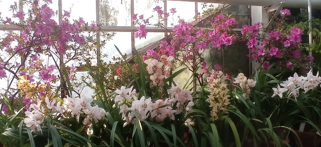 Ботаническата градина на Българска академия на науките организира събития, свързани с орхидеите