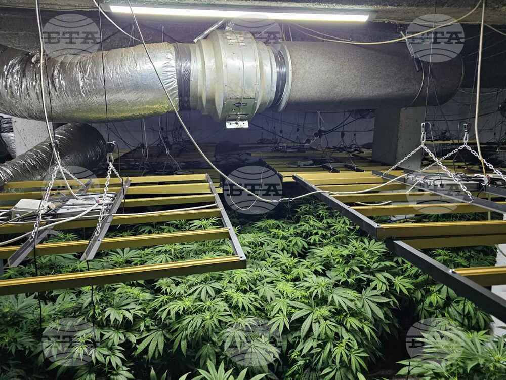 Varna Police Uncovers Drug Greenhouse, Detains Foreigner
