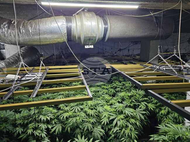 Varna Police Uncovers Drug Greenhouse, Detains Foreigner