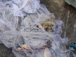 Антоново - бракониери - проверки 