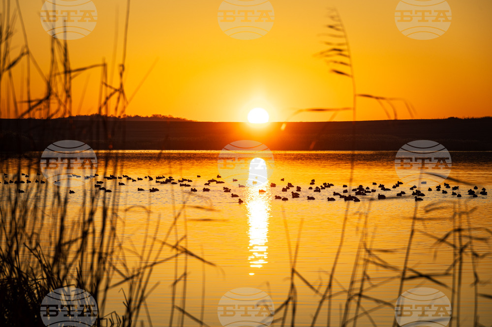 Record Number of White-headed Ducks Recorded in Lake Burgas