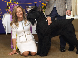 Westminster Dog Show