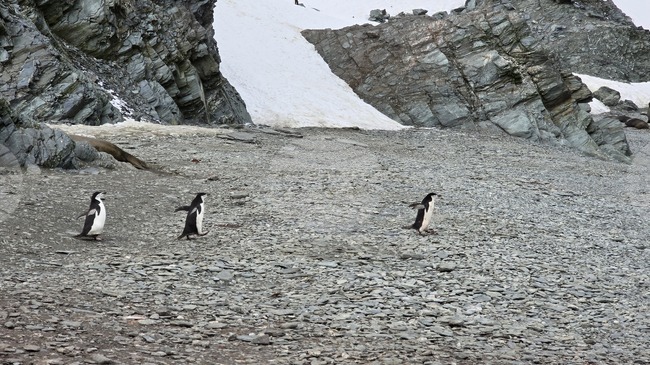 Две изложби ще представят света на Антарктида в Троян