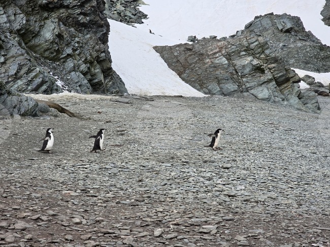 Две изложби ще разкрият света на Антарктида в Троян