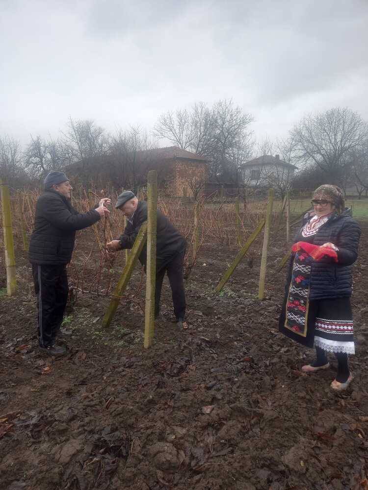 Със зарязване на лозята в ловешкото село Горан ще отбележат празника Трифон Зарезан