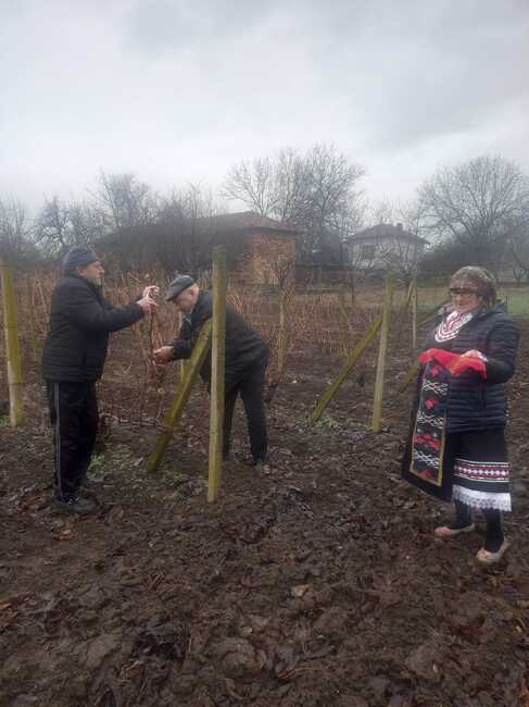 Със зарязване на лозята в ловешкото село Горан ще отбележат празника Трифон Зарезан