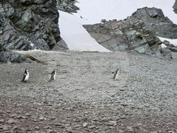 Antarctica - Smith Island - geological research