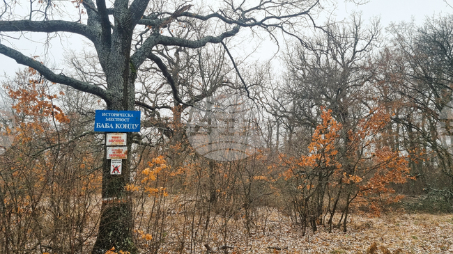 Вековната гора и свещената местност Баба конду между търговищките села Божурка и Братово се тачат от поколения като чудотворни 