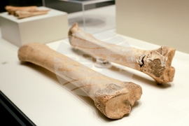 „Българска археология 2024” - изложба - представяне