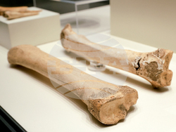 „Българска археология 2024” - изложба - представяне