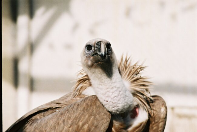 Община Стара Загора: Предстои пускане в природата на излюпените в Зоопарк Стара Загора две белоглави лешоядчета