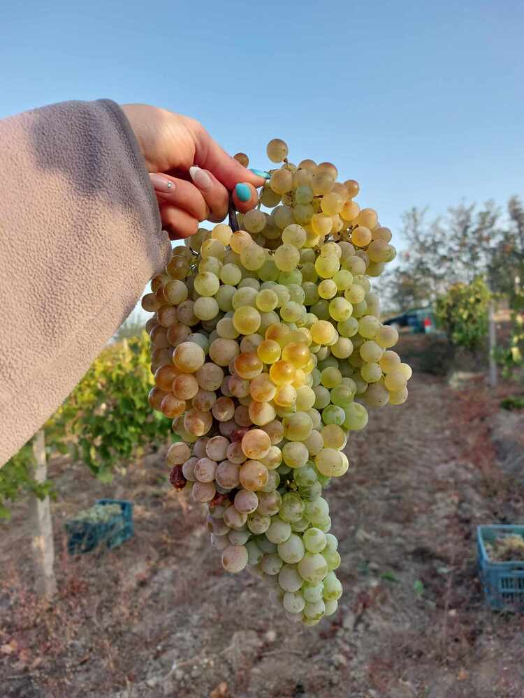 Бял Мавруд - рядък сорт, роден за правене на вино