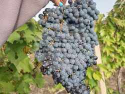 Грозде от сорт Червен Мавруд