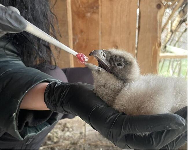 Bearded Vulture Hatches at Green Balkans Wildlife Rescue Centre in Stara Zagora