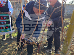 Село Горан - Трифон Зарезан - лозя