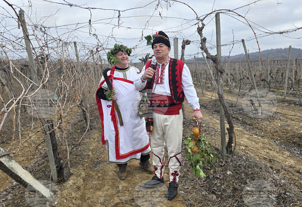 Петрич ще отличи най-доброто домашно червено вино в конкурс за Деня на лозаря