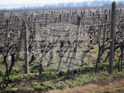 Поморие - Трифон Зарезан - обичай