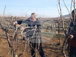 Село Сусам - Трифон Зарезан - отбелязване