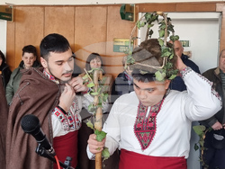 Плевен - Цар на лозята